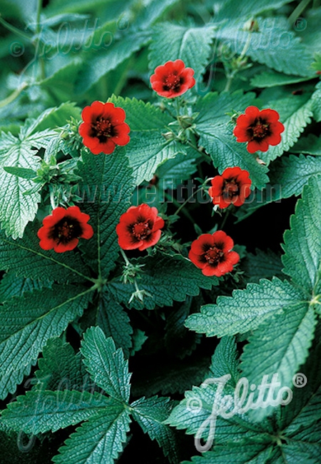Potentilla thurberi 'Monarch's Velvet', meksikonhanhikki